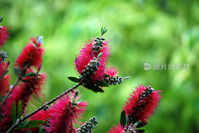 澳大利亚本土植物-瓶刷- calliston (fam。桃金娘科)